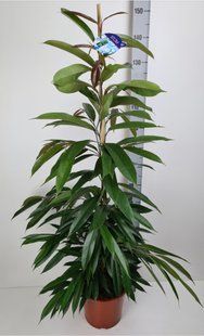 Фикус Амстел Кинг 150