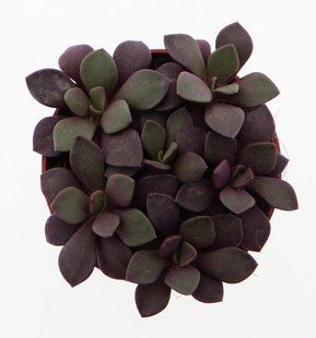 Сукулент Annecampseros Sunrise purple комнатное растение д5.5   фото