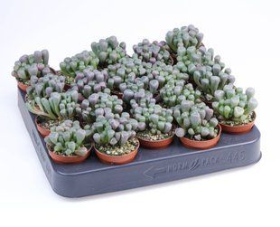 Сукулент Fenestraria комнатное растение д5.5   фото