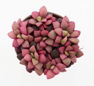 Сукулент Annecampseros Sunrise pink комнатное растение д5.5   фото