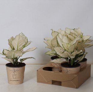 Аглаонема White Beauty кімнатна рослина д12