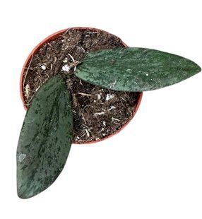 Хоя Sigillatis Silver кімнатна рослина д6   фото