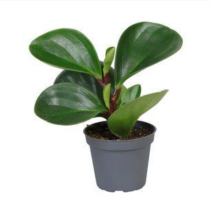 Пеперомия Obtusifolia Red Canyon комнатное растение д6   фото