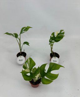 Монстера Minima Variegata комнатное растение д6