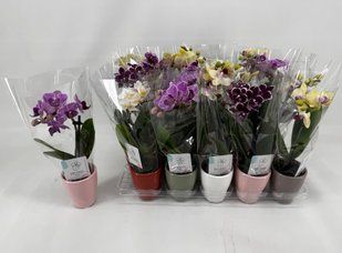 Фаленопсис мини комнатное растение
