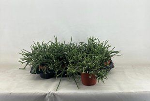 Рипсалис Horrida комнатрое растение д12   фото