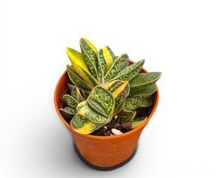 Гастерія Bicolor Variegata кімнатна рослина д5.5   фото