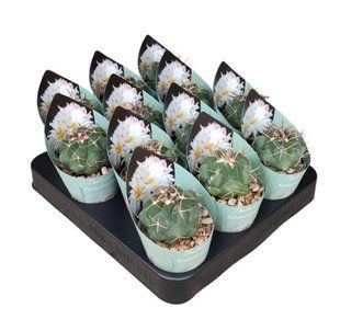Кактус THELOCACTUS HEXAEDROPHORUS кімнатні рослини д6.5   фото