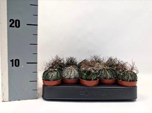 Кактус Astrophytum capricorne кімнатна рослина д5.5   фото