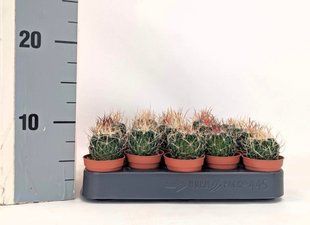 Кактус Echinofossulocactus loydii кімнатна рослина д5.5   фото