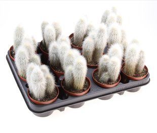 Кактус Cleistocactus strausii комнатное растение д9   фото