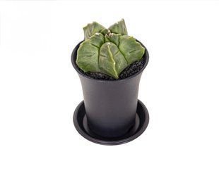 Астрофитум Myriostigma комнатное растение д7.5   фото