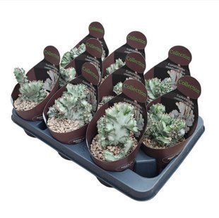 Еуфорбия LACTEA CRESTATA WHITE GHOST комнатное растение д10.5   фото