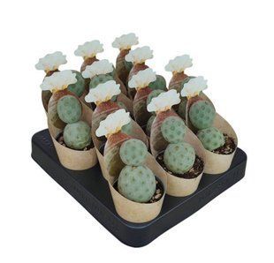 Кактус TEPHROCACTUS GEOMETRICUS кімнатна рослина д6.5   фото