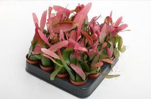 Рипсалис Red Coral комнатрое растение д5.5   фото