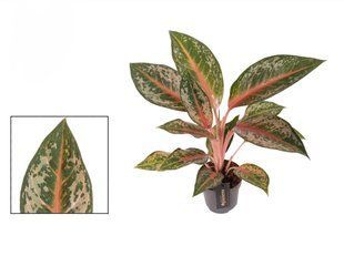 Аглаонема Pumpkin Green кімнатна рослина д12, шт