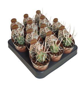 Кактус TEPHROCACTUS ARTICULATUS PAPYRACANTHUS комнатное растение д6.5   фото
