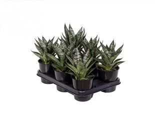 Сансевиерия Star Ming Green Marble комнатное растение д12