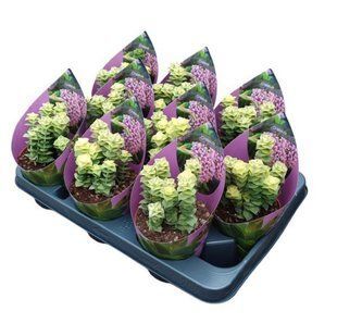 Крассула PAGODA VARIEGATA комнатное растение д10.5   фото