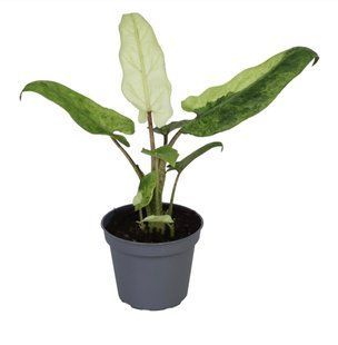Алоказія Lauterbachiana Variegata кімнатна рослина д6