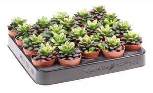 Сукулент Annecampseros Sunrise комнатное растение д5.5   фото