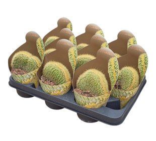 Кактус VATRICANIA GUENTHERI CRESTATA комнатное растение д10.5   фото